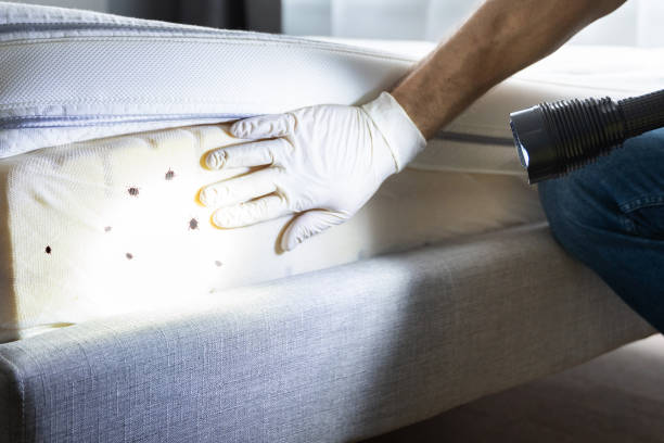 Best Ant Control Services  in White Cloud, MI