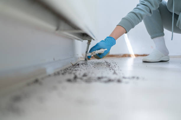 Best Rat Extermination Near Me  in White Cloud, MI